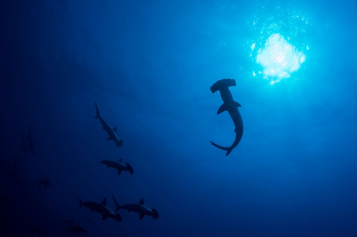 Pourquoi les grands requins-marteaux se rassemblent-ils sous la pleine lune ?