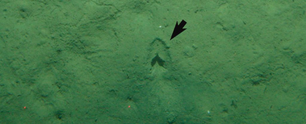 L’origine des mystérieuses empreintes laissées dans les fonds marins enfin dévoilée par une équipe de scientifiques