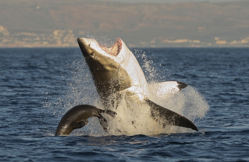La migration massive des requins en Afrique du Sud serait causée par les orques dévorant leur foie