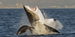 La migration massive des requins en Afrique du Sud serait causée par les orques dévorant leur foie