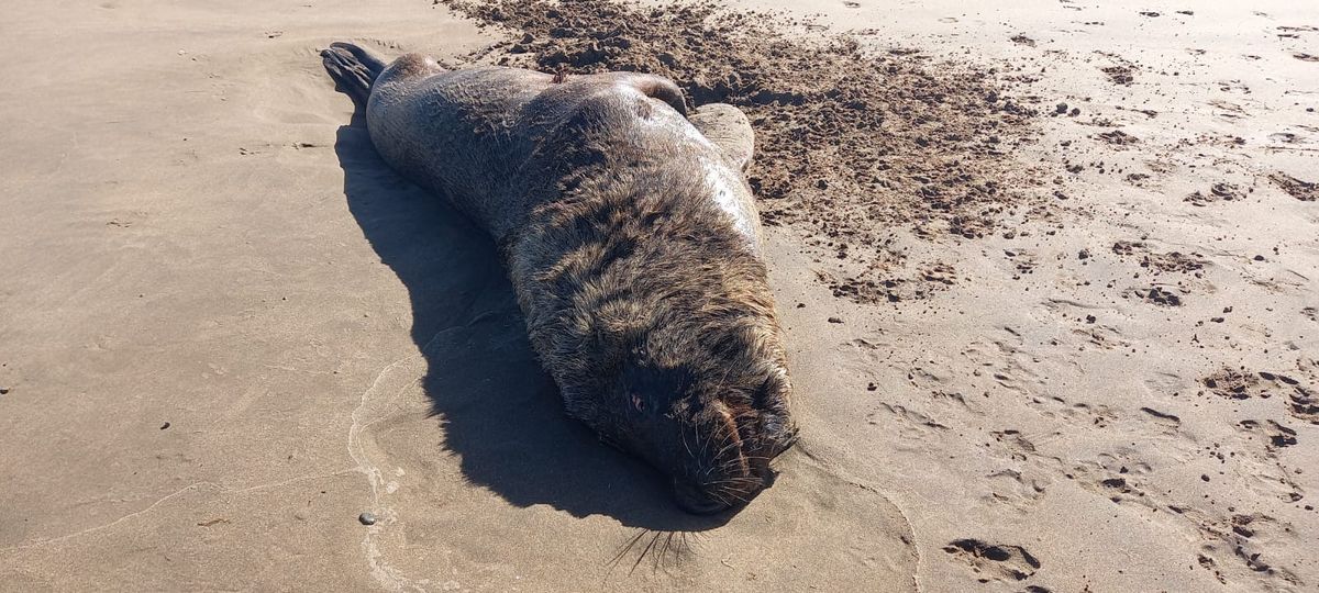 Mort soudaine d’une centaine de lions de mer en Argentine