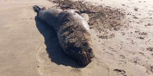 Mort soudaine d’une centaine de lions de mer en Argentine