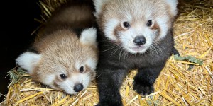 Naissance inédite de pandas roux jumeaux dans un parc animalier anglais