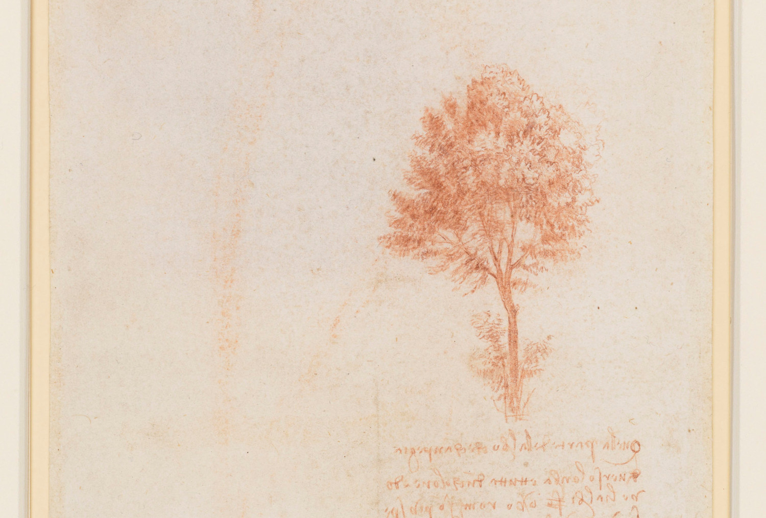 Une nouvelle étude remet en question la « règle des arbres » de Léonard de Vinci