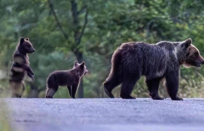 Une ourse brune en voie d’extinction abattue en Italie : les défenseurs des animaux sont indignés