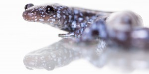 Cette salamandre se passe de mâle depuis 3 millions d’années