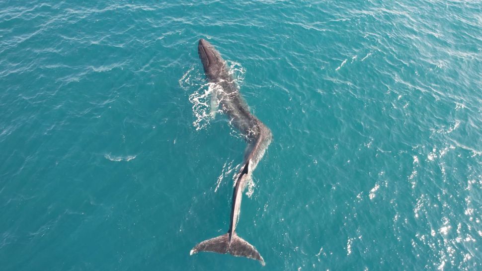 Vidéo : une baleine avec le dos complètement déformé a été aperçue au large des côtes espagnoles