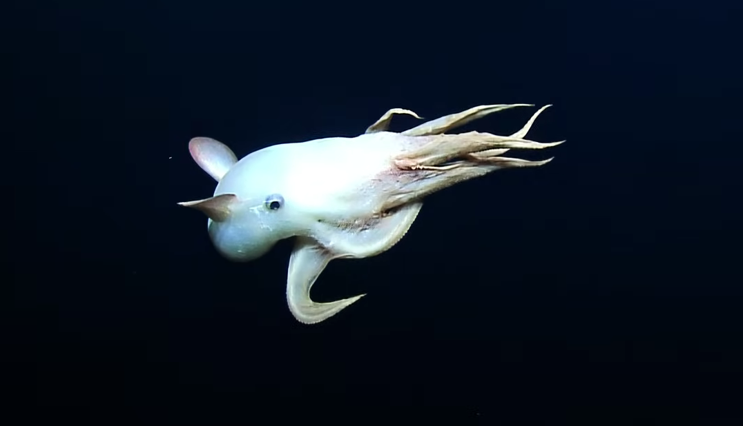 Vidéo : voici la rarissime “pieuvre Dumbo” retrouvée dans les profondeurs de l’océan par des explorateurs