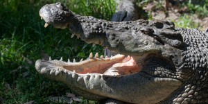 En Australie, des hélicoptères causent une frénésie sexuelle chez les crocodiles