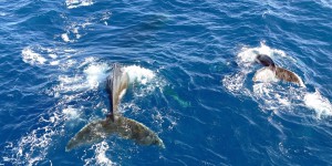 Deux baleines aperçues sur les côtes de Marseille ce lundi