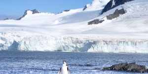 Un iceberg gigantesque s’est écrasé sur l’île Clarence, un important site de reproduction pour les manchots