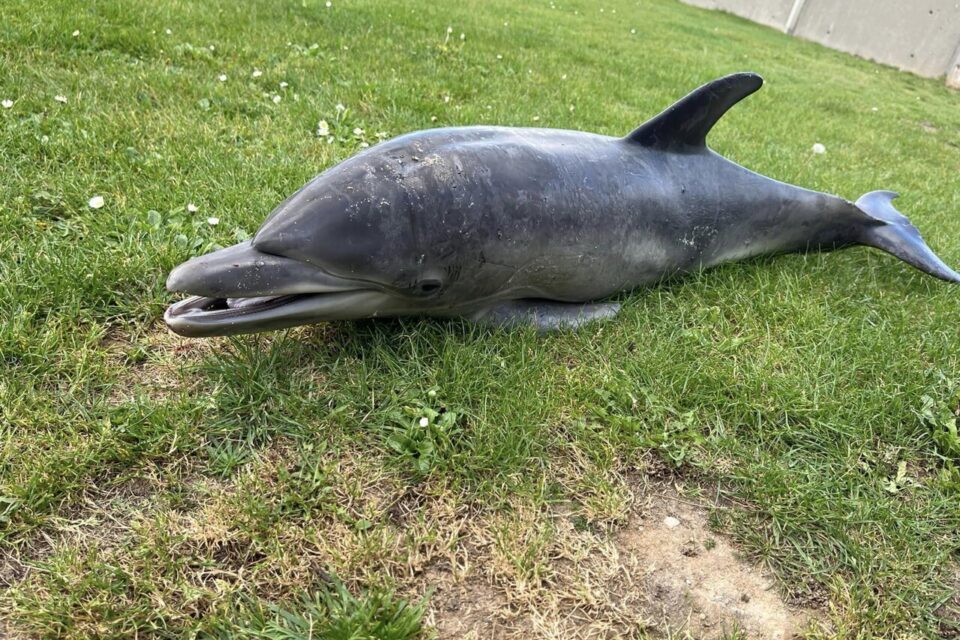 Un jeune dauphin mort découvert sur une plage en Seine-Maritime