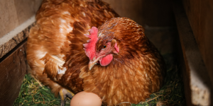 Qui de l’œuf ou de la poule est le plus ancien ?