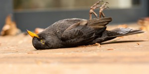 Près de 1 000 oiseaux meurent en fonçant dans un immeuble emblématique de Chicago