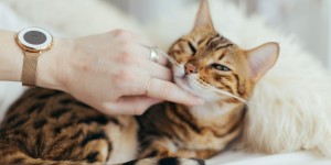 Des scientifiques savent enfin comment les chats ronronnent