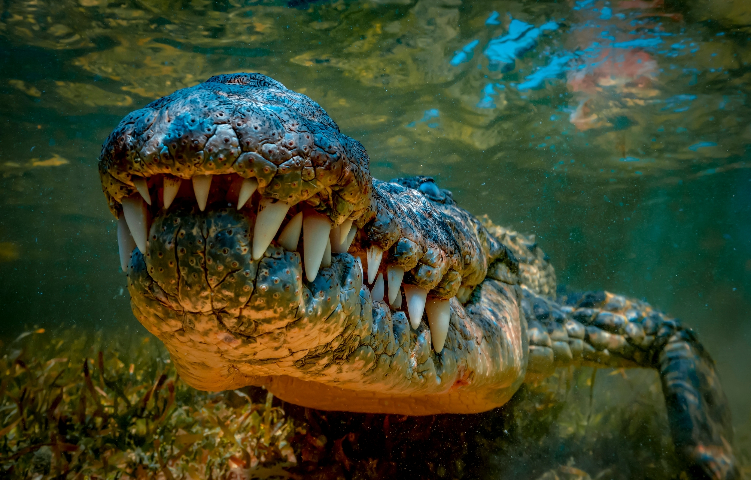 Vieux de 4,5 millions d’années, le fossile du dernier crocodile d’Europe a été découvert en Espagne