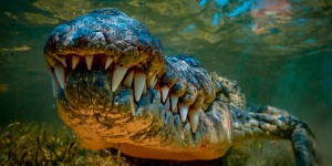 Vieux de 4,5 millions d’années, le fossile du dernier crocodile d’Europe a été découvert en Espagne