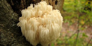 Le champignon Hericium erinaceus aide-t-il à améliorer la mémoire ?