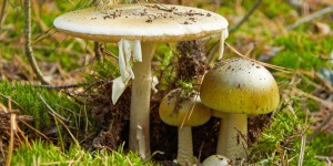 Pourquoi certains champignons sont-ils toxiques ?
