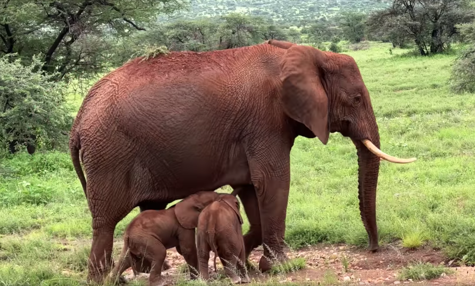 Naissance rare de jumelles éléphants au Kenya