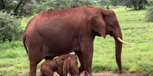 Naissance rare de jumelles éléphants au Kenya