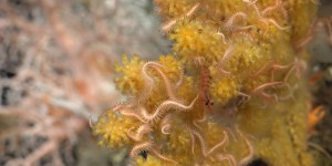 De nouveaux récifs coralliens ont été découverts au large des îles Galapagos