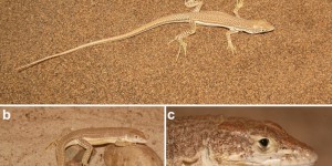 Deux nouvelles espèces de lézards découvertes dans les dunes de sable de l’Iran