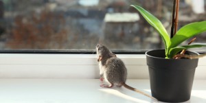 Et si les rats avaient des capacités cognitives insoupçonnées ?