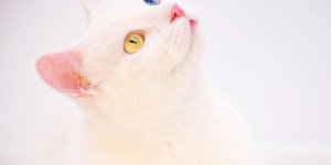 Les plus beaux yeux de chat proviennent d’une mutation aléatoire de leur ancêtre