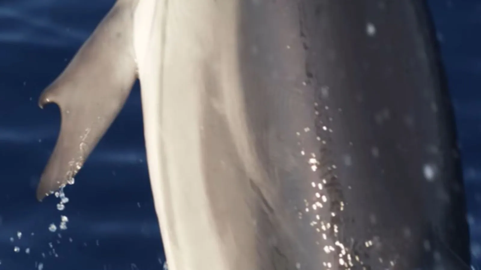Un dauphin avec des pouces découvert en Grèce