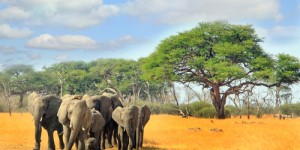 Le manque d’eau provoque la mort de 100 éléphants au Zimbabwe