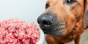 Nourrir son chien avec de la viande crue pourrait propager des souches résistantes de bactéries dangereuses