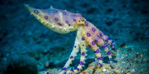 Une pieuvre à anneaux bleus, l’un des animaux les plus toxiques sur Terre, mord un adolescent en Australie