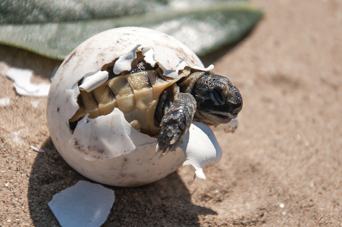 Retour des tortues au Cambodge : une bonne nouvelle pour la faune locale