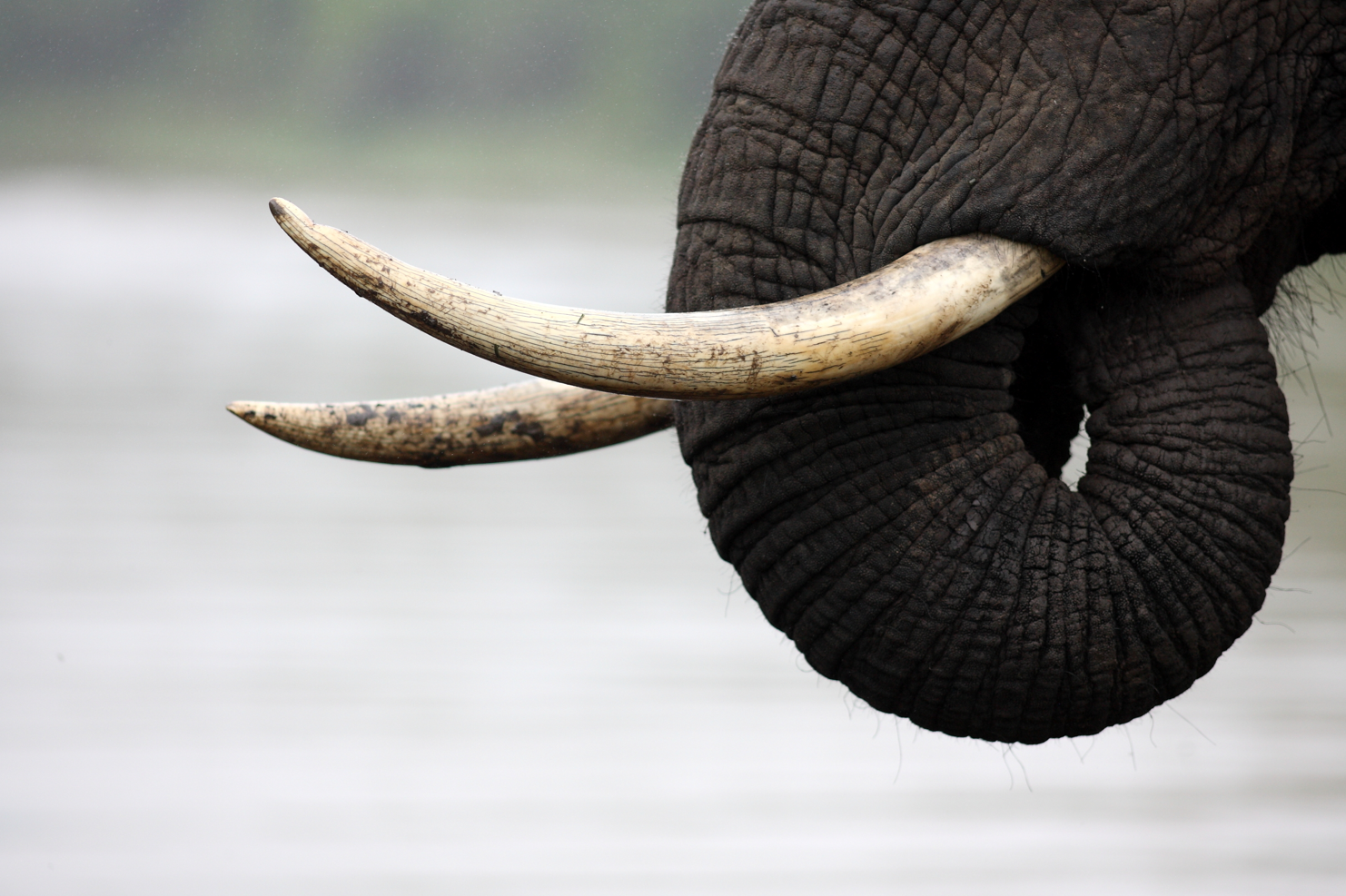 Vidéo – Comment le braconnage influence l’évolution des rhinocéros et des éléphants ?