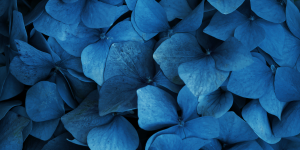 Vidéo – Pourquoi la couleur bleue est-elle rare dans la nature ?