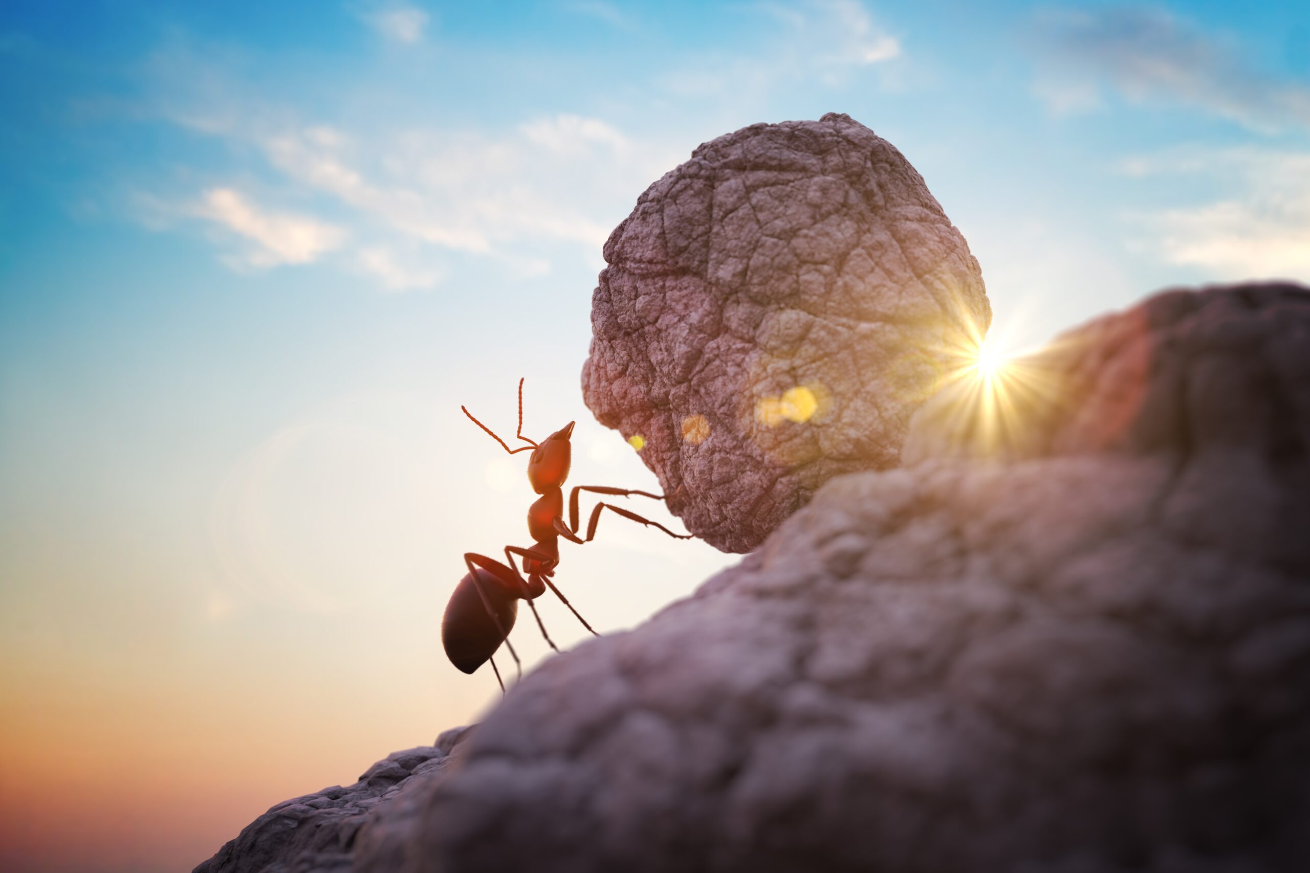 Les fourmis sont dotées d’une force exceptionnelle