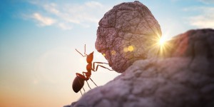Les fourmis sont dotées d’une force exceptionnelle