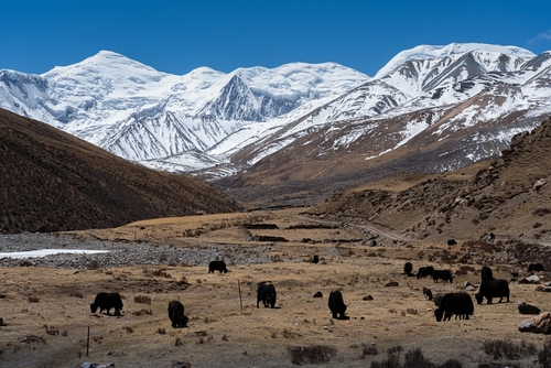 Le plus grand parc éolien de haute altitude inauguré au Tibet