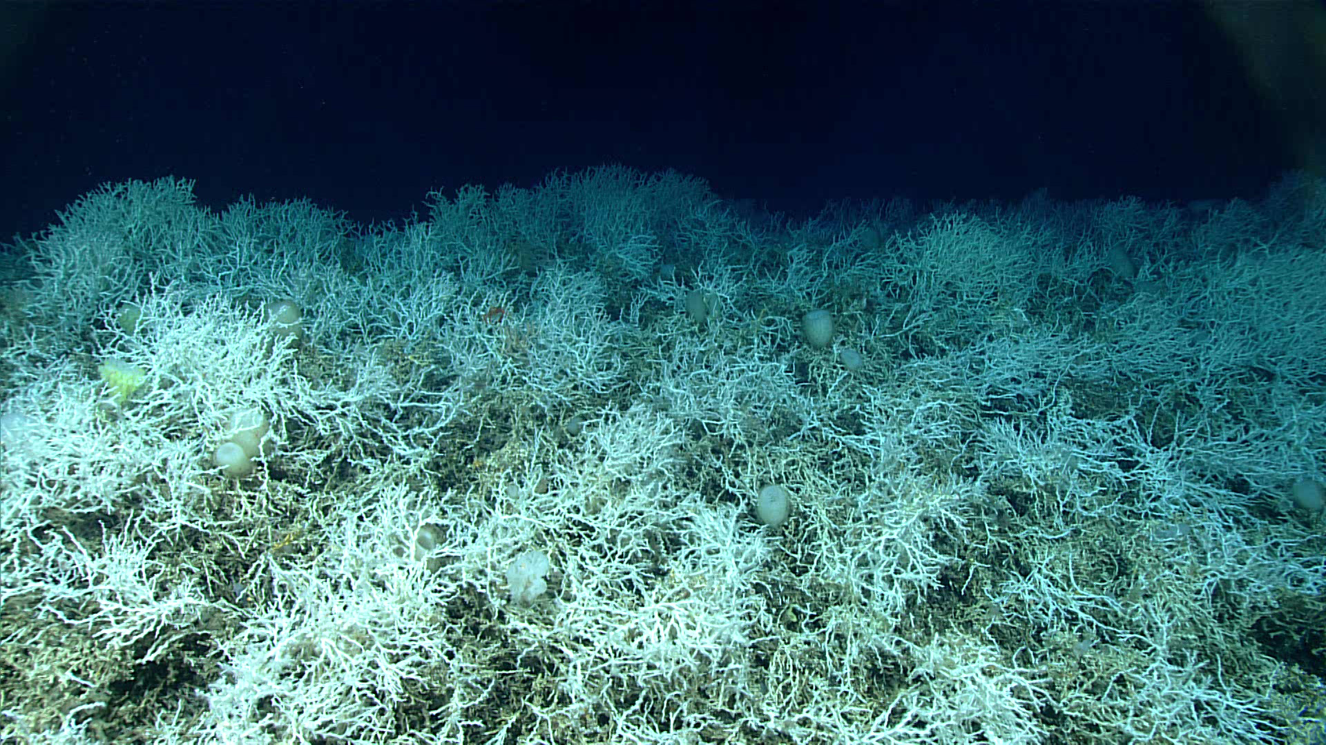 Le plus grand récif corallien d’eau profonde au monde découvert au large des côtes américaines