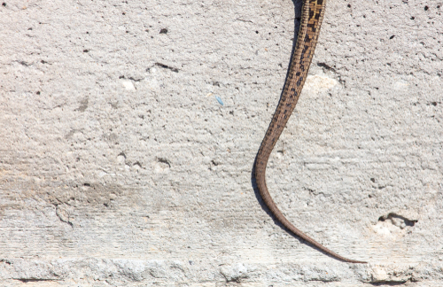 L’alsophis antiguae était considéré comme le serpent le plus rare au monde
