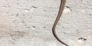 L’alsophis antiguae était considéré comme le serpent le plus rare au monde
