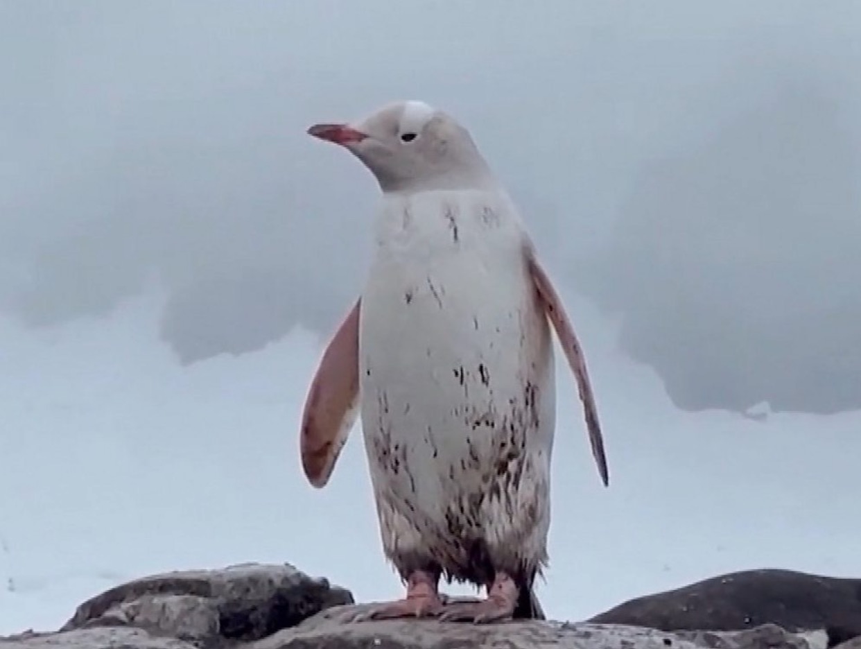 L’image d’un pingouin blanc d’une grande rareté a été capturée en Antarctique