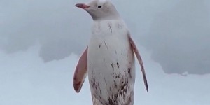 L’image d’un pingouin blanc d’une grande rareté a été capturée en Antarctique