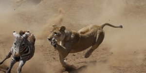 Les lions sont en train de chasser moins des zèbres … à cause des fourmis !