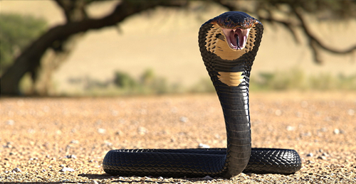 Et le plus long serpent venimeux du monde est le …