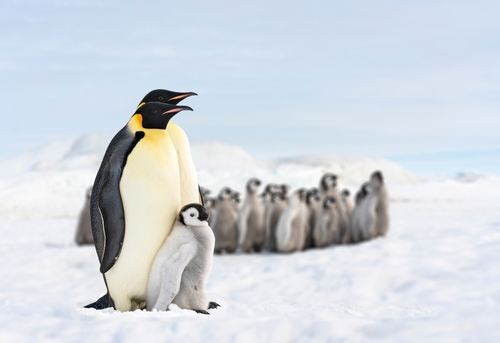 Quatre nouvelles colonies de manchots empereurs découvertes en Antarctique: bonne nouvelle ?