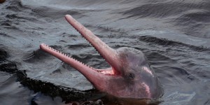 Il y a pile dix ans, la découverte de cette nouvelle espèce de dauphin était annoncée au Brésil