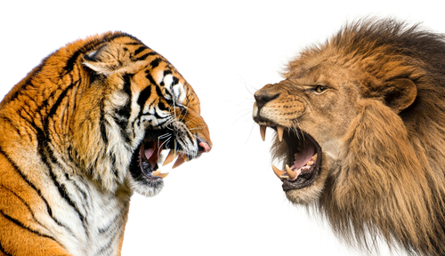 Vidéo- Tigre VS lion : qui est le plus fort ?