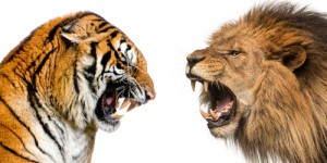 Vidéo- Tigre VS lion : qui est le plus fort ?
